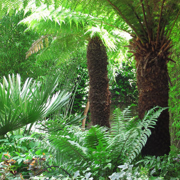 Jungle garden