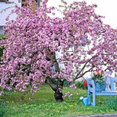 Foto de perfil de Prunus Xardins
