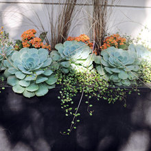 Container plantings