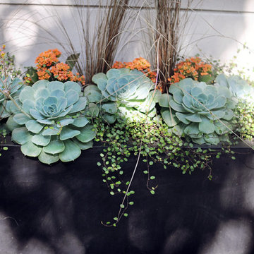 Summer Planters and Container Plantings