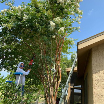 Tree Clean Up and Property Restoration in Burnet, TX
