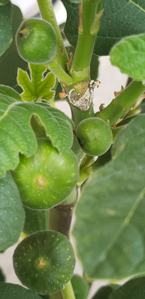 strawberry verte fig cuttings 3 pcs