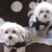 Diane Romeo's photo