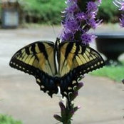 Diana Radway's photo