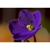 Suzanne Veltri's photo
