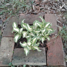 My Hostas