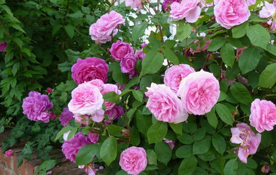 What Kind of Roses Should You Grow?