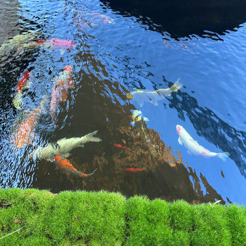 Saratoga Modern Zen Koi Pond