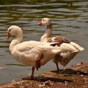 Foto von Rosalind Pollard