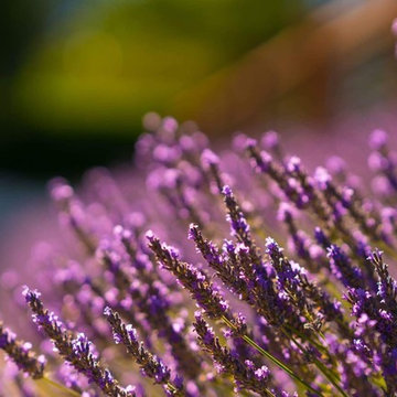 LANDSCAPE DESIGN & INSTALLATION