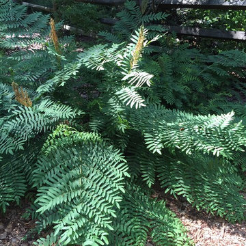 Royal Fern