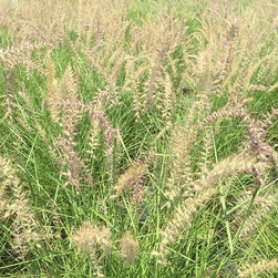 Current Featured Plants - Products