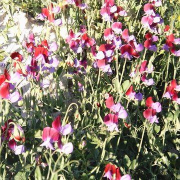 Lathyrus odoratus wild form