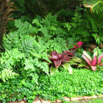 Contemporary Tropical Garden