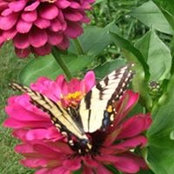 Pamela Taylor's photo
