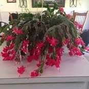 Michelle Towers foto