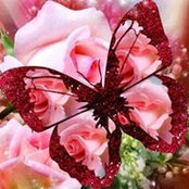 Gul Rukh's photo