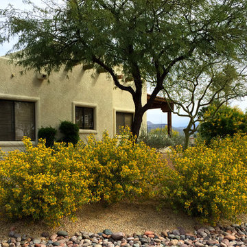 Southwestern Plants