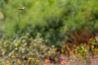 Monarch Sanctuary