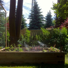 Vegetable Garden