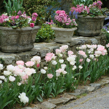 Spring Containers with 'Angelique' Tulips