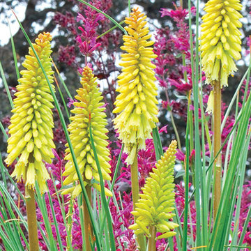 ‘Pineapple Popsicle’ Kniphofia