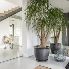 Plantas