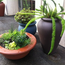 Backyard Ideas