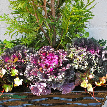 Winter Container Gardens