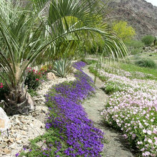 desert landscape