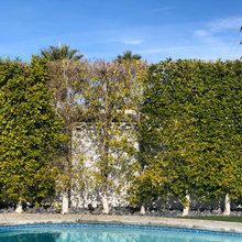 Dilemma Garden