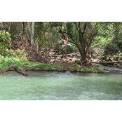 Steve Low's photo