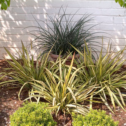 Apricot Queen New Zealand Flax - Area Rugs