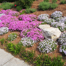NEW HOUSE - Yard/Landscaping