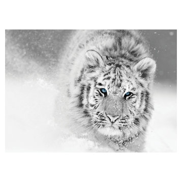 White Tiger Glass Print, 50x70 cm