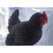 Carl Vultaggio's photo