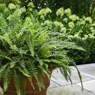 fern