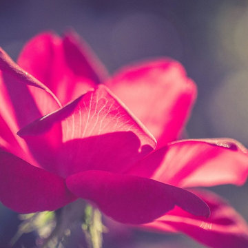 Knockout Roses