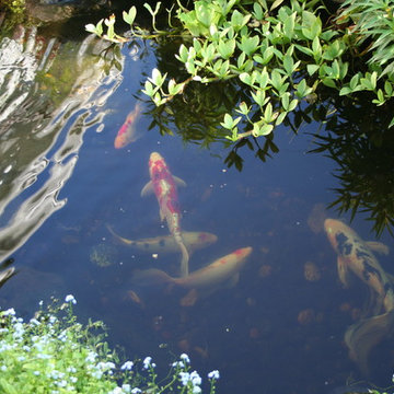 Koi Ponds and Water Gardens