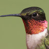 Close-up Ruby-throated Hummingbird Wildlife Photograph Canvas Wall Art Print, 24" X 36"