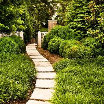 Boxwood