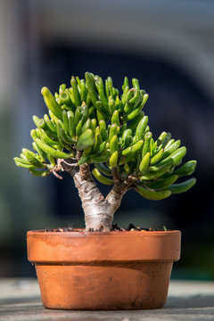 buy money tree Vancouver Money Tree Plant - Money Tree Plant