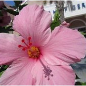 Paula Theroux's photo