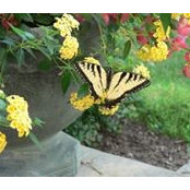Ellen Kindley's photo