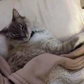 Donna DeAngelis's photo