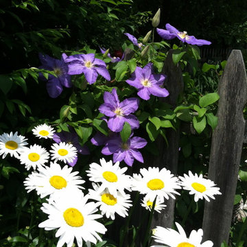 Clematis and Shasta Daisy