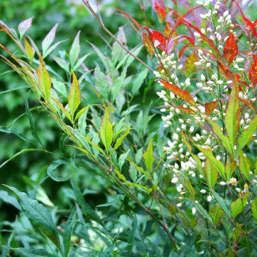 Heavenly Bamboo