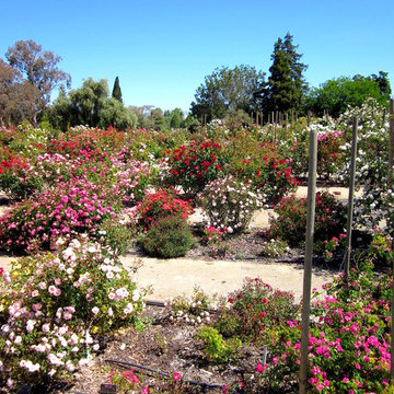 Heritage Rose Garden San Jose