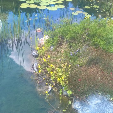 natural pond, Teichlandschaft