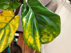 Yellow bottom leaves on Fiddle leaf fig | Houzz Forum